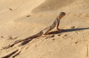 lizard_0879-1.jpg