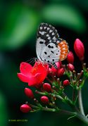 Red-pierrot_Talicada-nyseus-butterfly_1-Ritam-W1.jpg