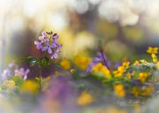 29_04_19_EOS_5D_Mark_III_4042_900_644_286_.jpg 29_04_19_EOS_5D_Mark_III_4042_900_644_286_.jpg