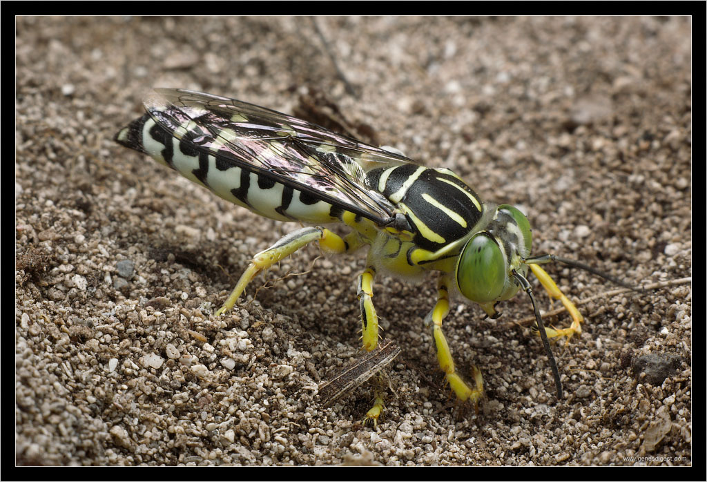 Ectemnius spinipes. роющая оса 5 букв. Mellinus arvensis меллин полевой. роющая оса ама фила. с какой камерой лучше снимать насекомых.
