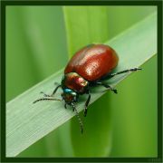 Chrysolina_polita.jpg