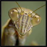 mantis_portrait_club.jpg mantis_portrait_club.jpg
