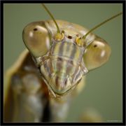 mantis_portrait_club.jpg