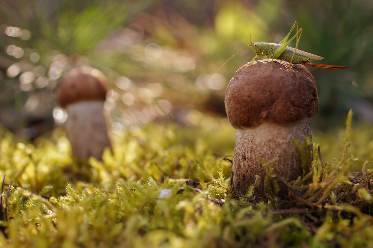 начинающий грибник