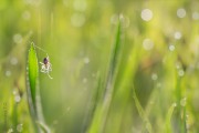 spider_dew_6168-1.jpg