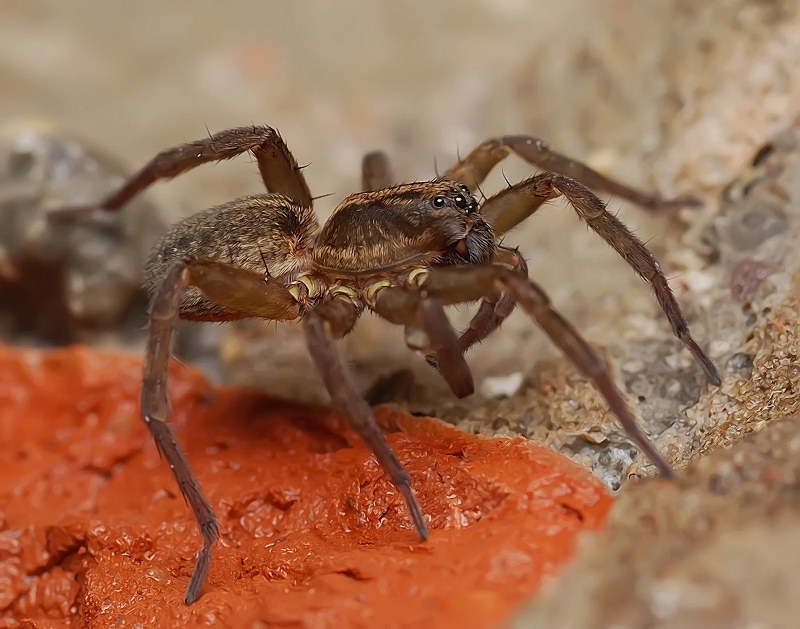 MacroID.RU - Паук-волк.