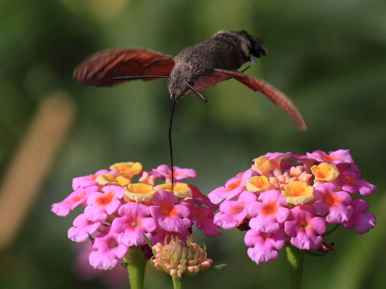 Pin en Wonderful world of animals Amo a los animales, Colibrís, Especie animal