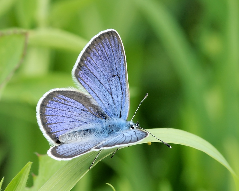 Голубянки чудесной shijimiaeoides divina. Бабочка голубянка Дафнис. Голубянка мелеагр бабочка. Голубянка зубчатокрылая. Голубянка Киана.