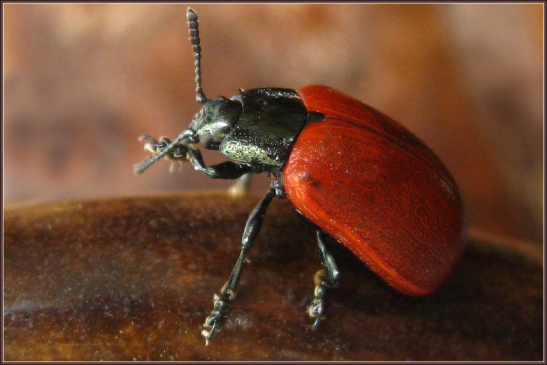Free Images : green, insect, fauna, invertebrate, close up, macro photography, a
