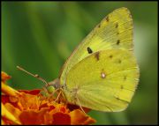 25-_Colias_hyale_.jpg