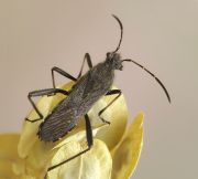 Alydus_calcaratus2.jpg