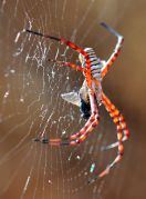 Argiope_trifasciata.jpg