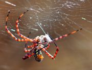 Argiope_trifasciata2.jpg