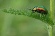 Chrysolina_fastuosa_.jpg