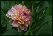 Colours_Of_Dahlia_Park.jpg