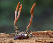 Cordyceps_militaris.jpg