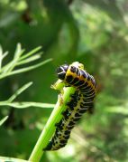 Cucullia_lactucae_1.jpg