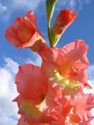Gladiolus_Rosy_02-rz11.jpg