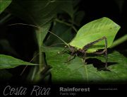 Green-leaf-katydid.jpg
