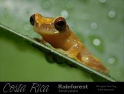 Hourglass-Tree-Frog-3-_Hyla-ebraccata_.jpg