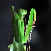 Mantis_religiosa1.jpg