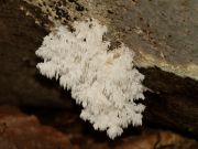 PA090368_Hericium_coralloides.jpg