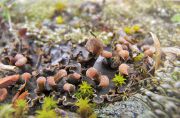 Peltigera_didactyla_9644.jpg