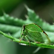 Stictocephalus_bisonia.jpg