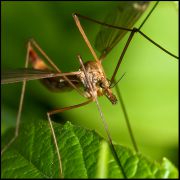 Tipula_paludosa_-_.jpg