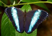 banded_morpho.jpg