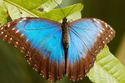 blue_morpho02.jpg