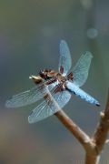 broad_bodied_chaser.jpg