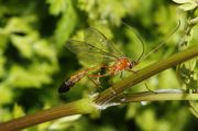 brownwasp0003.jpg