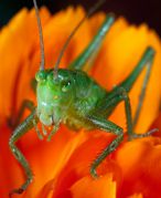 grasshopper2_s.jpg