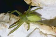 greenspider0002.jpg