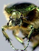 insects_002.jpg
