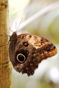 owl_butterfly.jpg