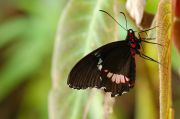 papilio_anchisiades.jpg