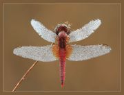 strekoza_red_ps_s2.jpg
