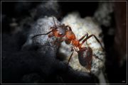 the_ant.jpg