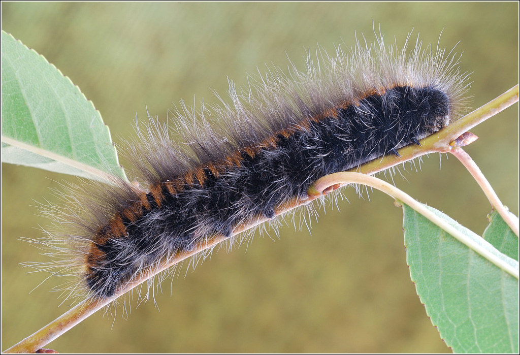 Acronicta menyanthidis