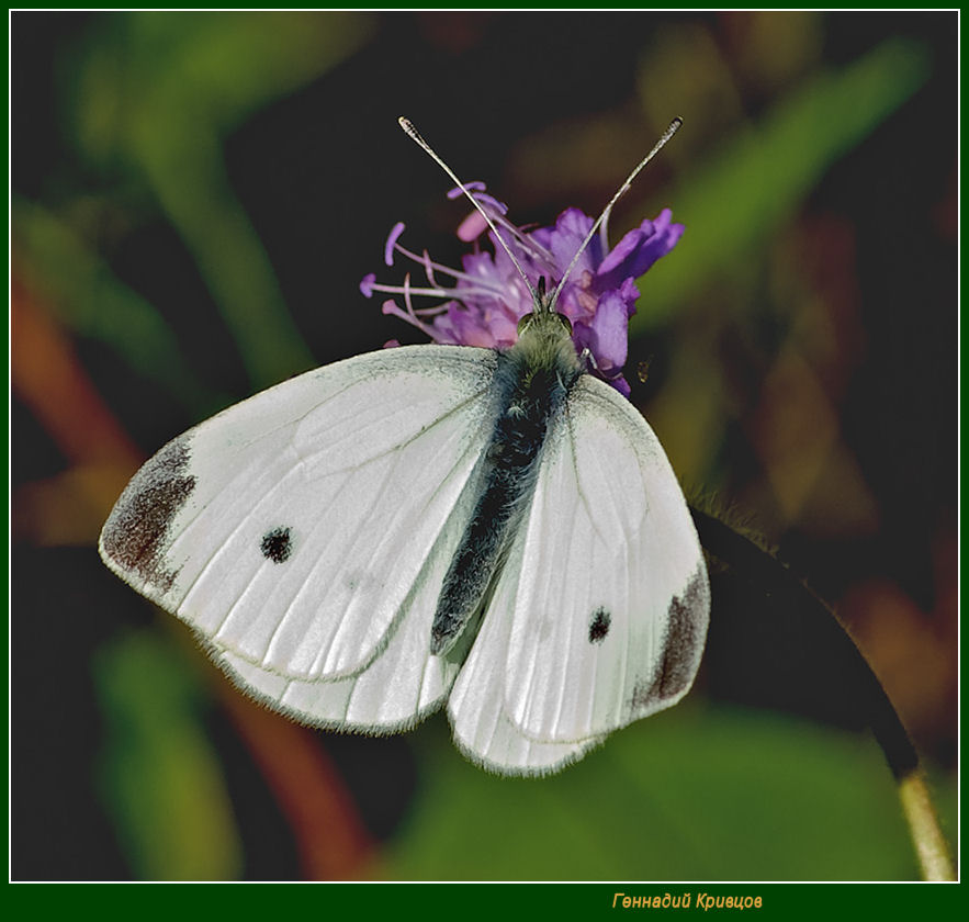 Бабочка капустная белянка имеет мучнисто. Бабочка капустница. Бабочка капустница голубая. Капустница Бриллиантовая бабочка. Бабочка капустница царство.