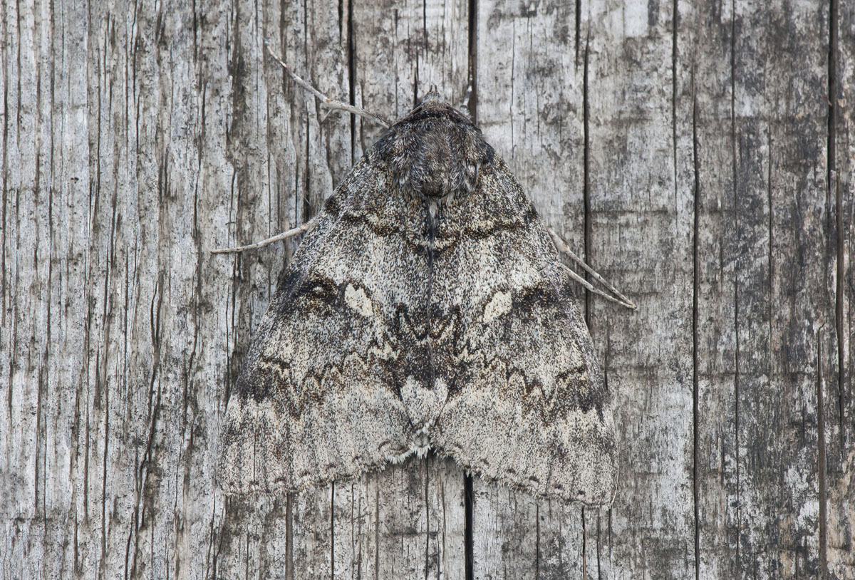 Мимикрия моль. Бабочка похожая на листик. Бабочка ленточник мимикрия. Гусеница бабочки калиго. Бабочки ночные мимикрия.