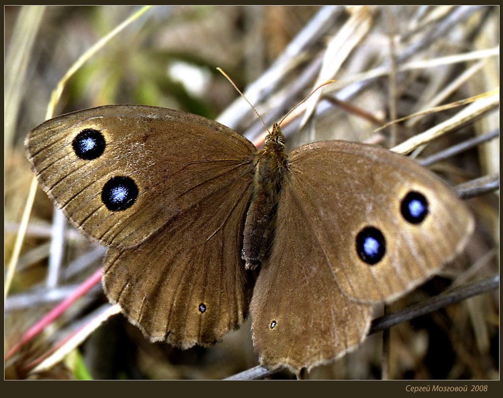 File:Hipparchia semele MHNT CUT 2013 3 30 Villegailhenc male ventral.jpg - Wikip