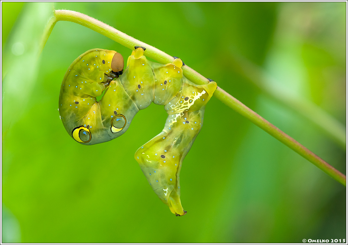 Havolalar bilan porno GIF Xojayin belbogli sikiklar