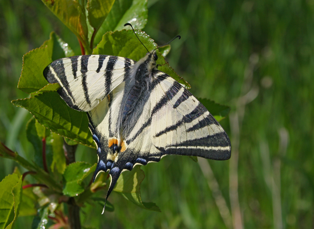 Free Images - butterfly black tan foliage