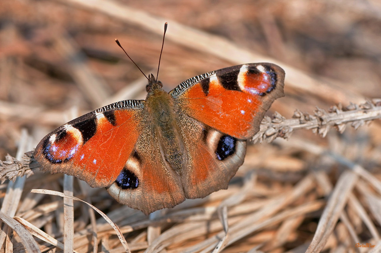 Photo #14382: Apatura ilia