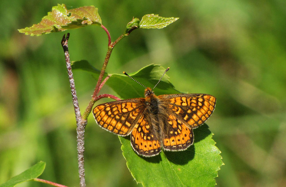 File:Euphydryas aurinia 4.jpg - Wikimedia Commons