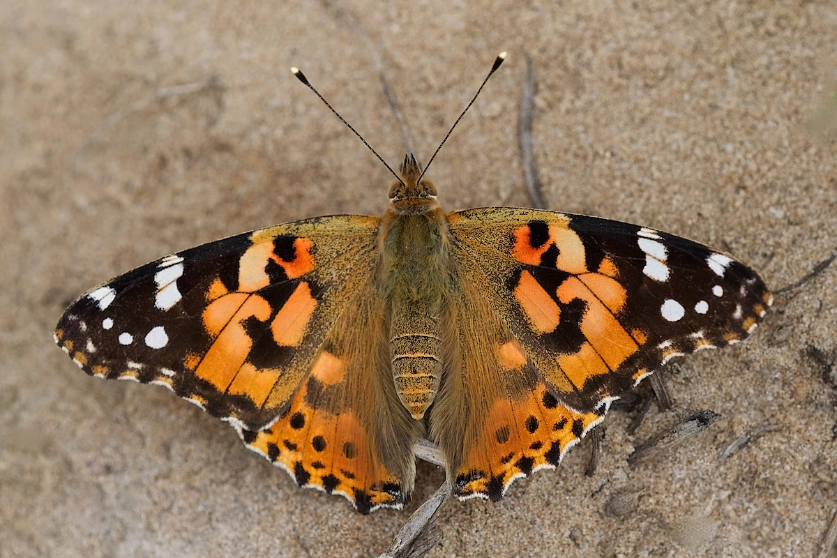 Painted Lady NatureRules1 Wiki Fandom