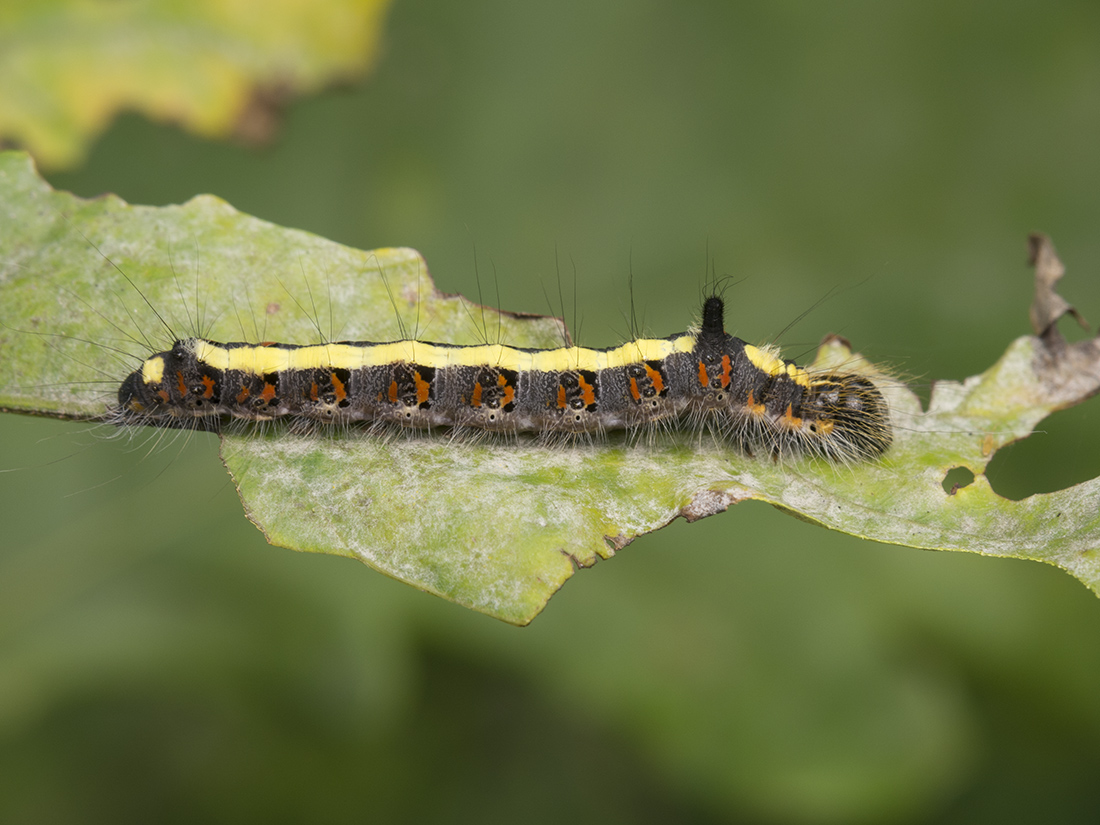 File:Sphingidae - Hyles gallii (caterpillar).JPG - Wikipedia